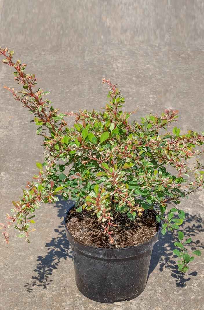 саженцы Барбарис Тунберга Natasza