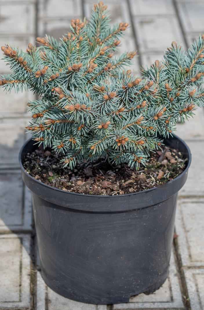 Купить ель обыкновенная pumila glauca деревья и растения