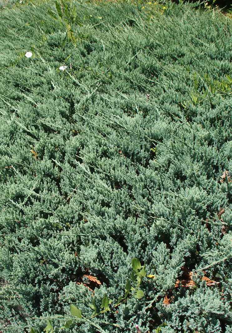 Купить можжевельник горизонтальный wiltonii деревья и растения