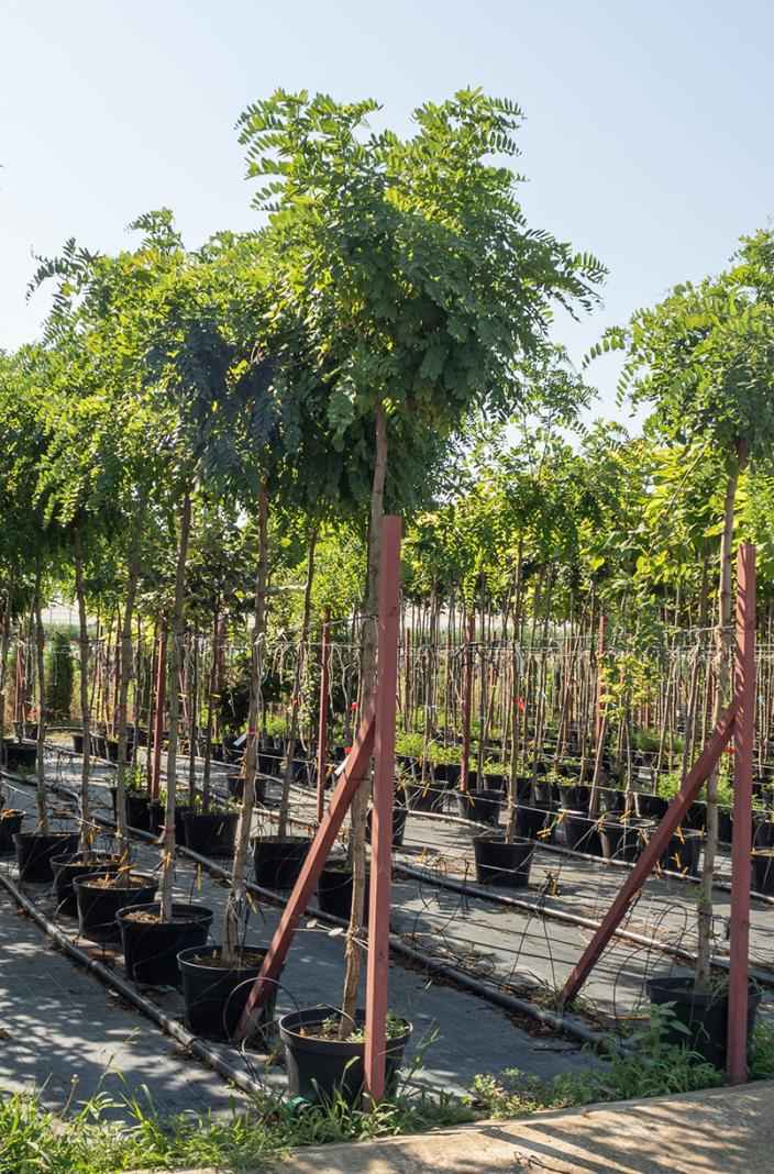 Саженцы робиния псевдоакация umbraculifera