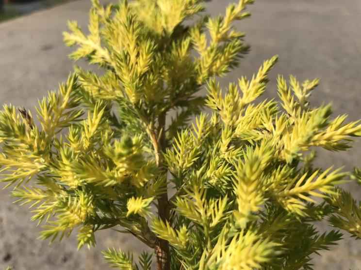 Купить можжевельник средний gold coast деревья и растения