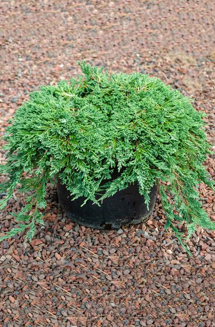 Купить можжевельник горизонтальный pancake деревья и растения