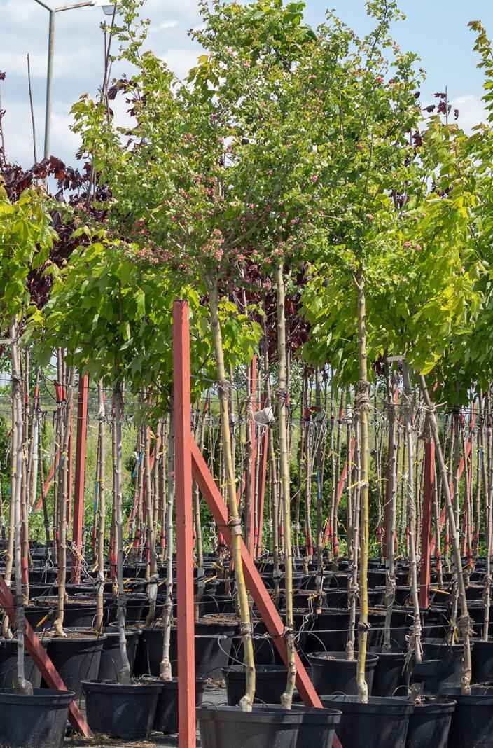 Саженцы боярышник обыкновенный (колючий) paul's scarlet