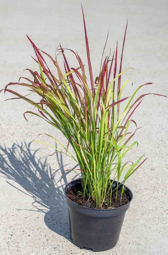 саженцы Императа цилиндрическая или аланг-аланг