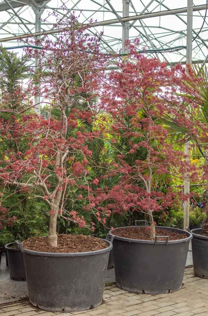 Саженцы клен пальмолистный garnet