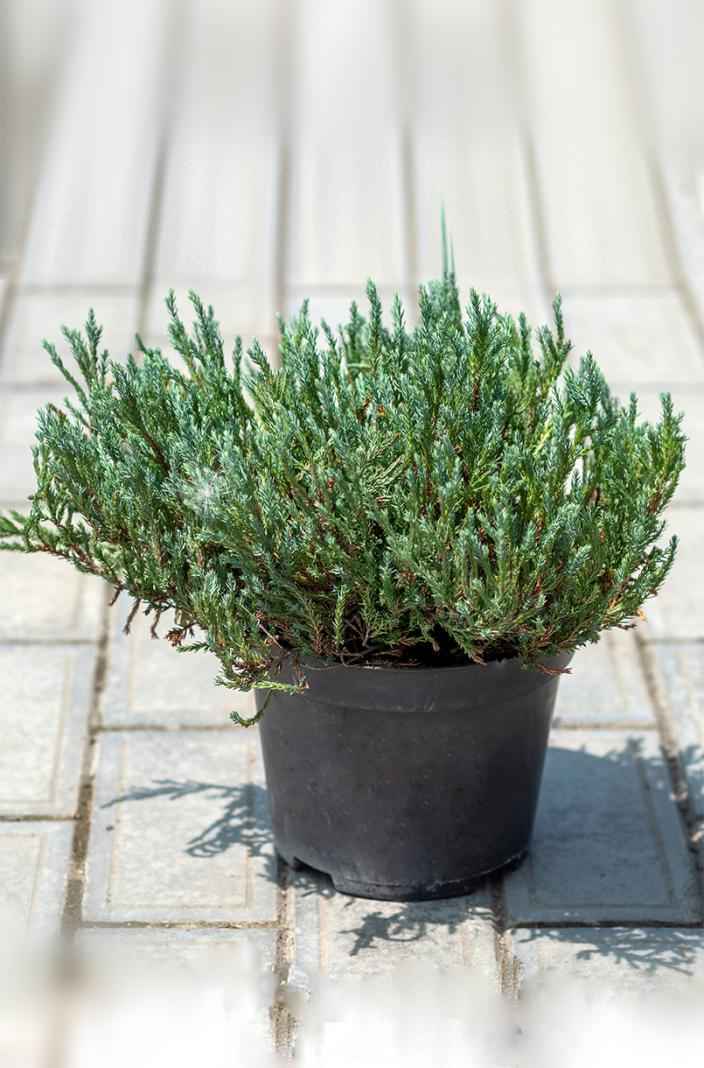 Купить можжевельник горизонтальный blue forest деревья и растения