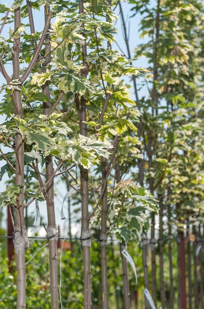 Саженцы клён остролистный drummondii