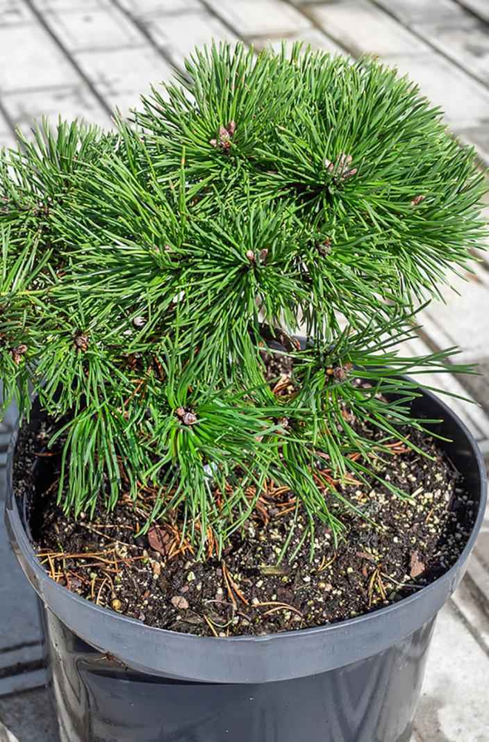 Купить сосна горная hnizdo деревья и растения