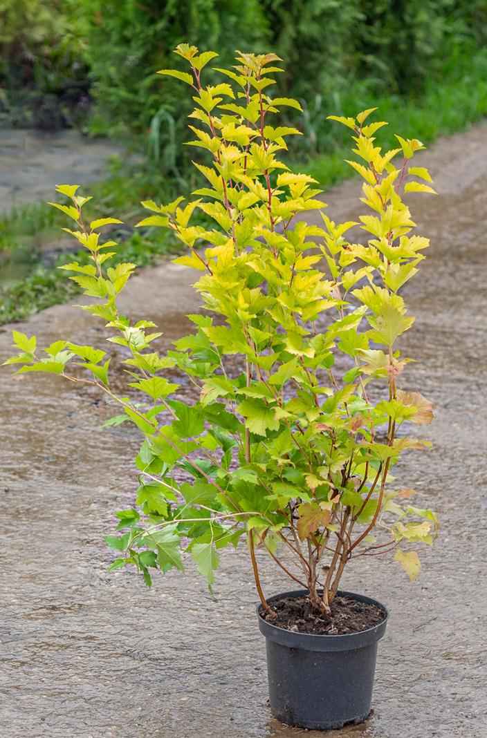 саженцы Пузыреплодник калинолистный Nugget