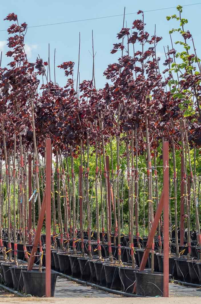 Саженцы клён остролистный royal red