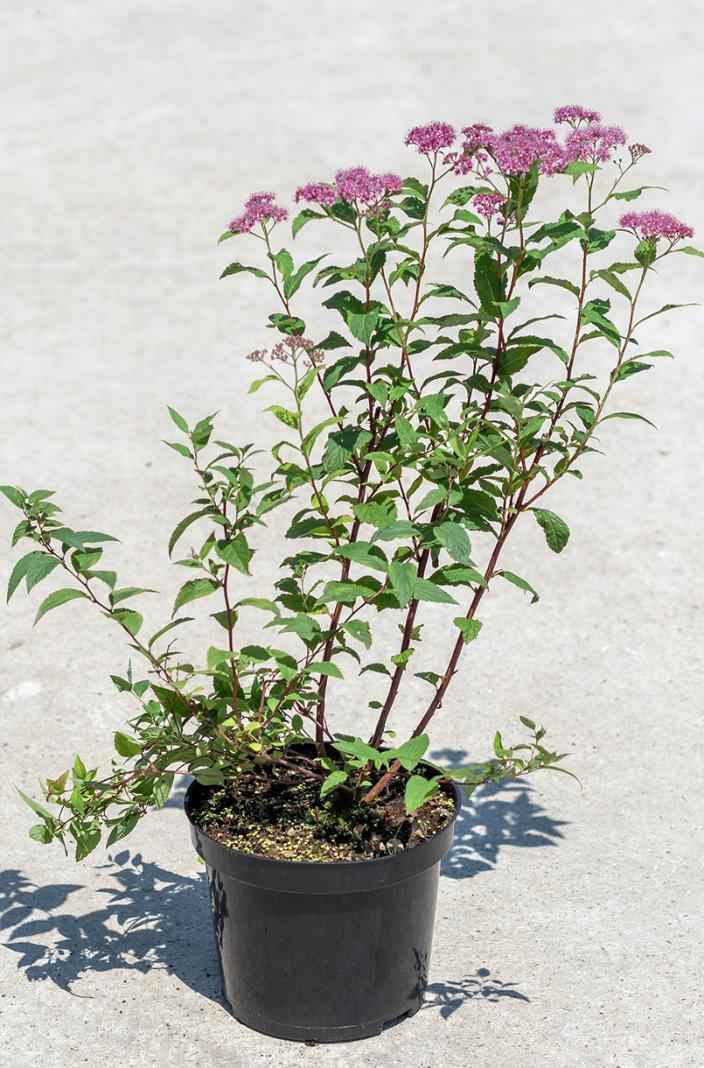 саженцы Спирея японская Dart`s Red