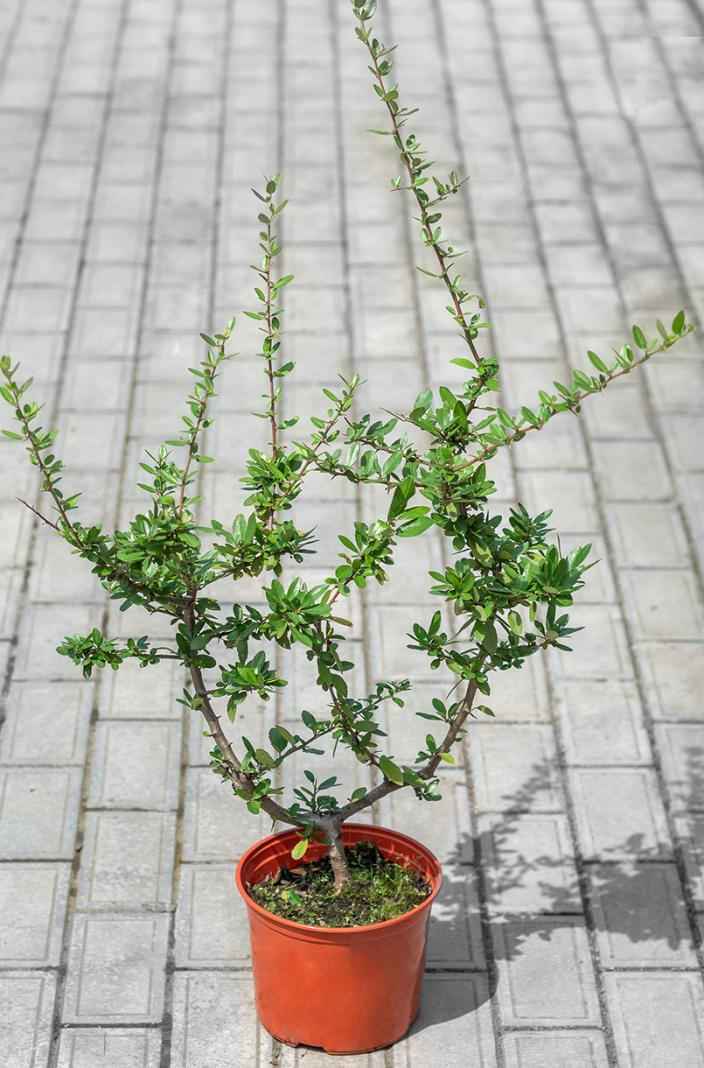 саженцы Пираканта Orange Glow