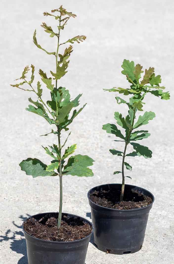 Саженцы дуб черешчатый