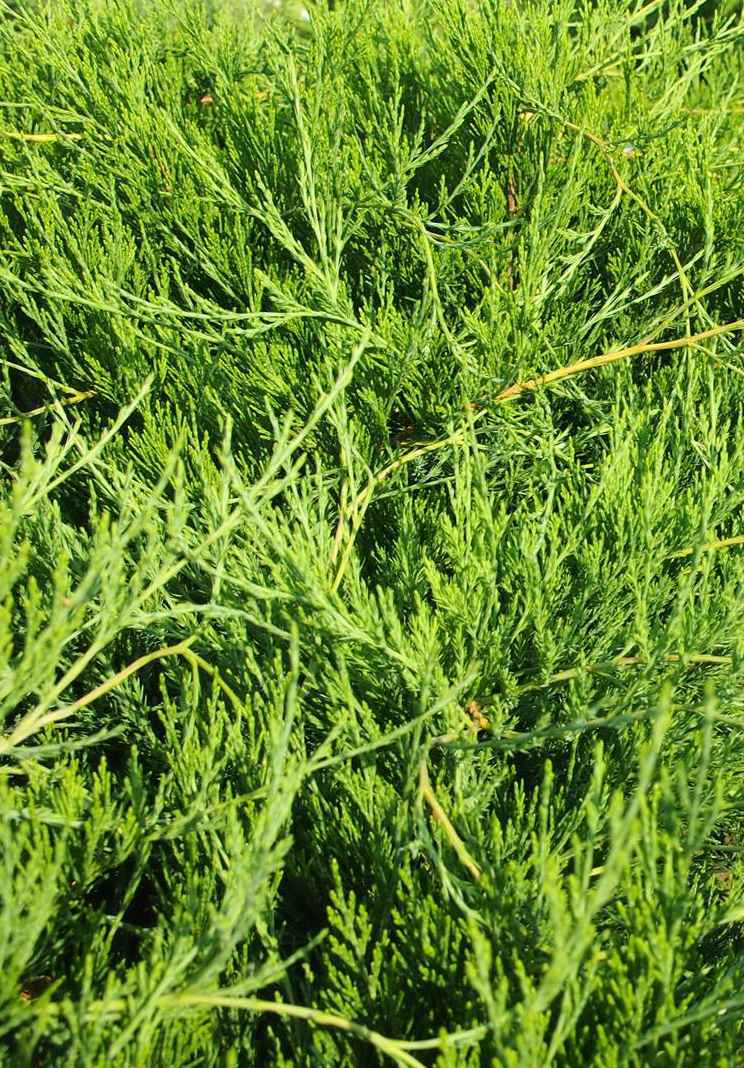 Купить можжевельник казацкий arcadia деревья и растения