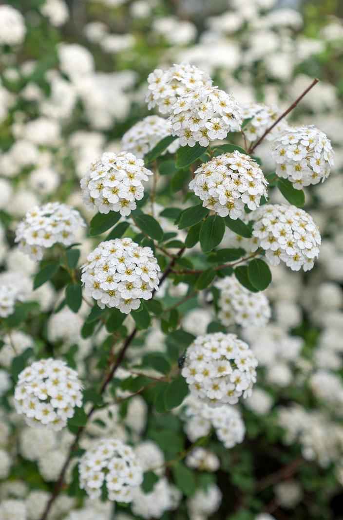 саженцы Спирея Vanhouttei