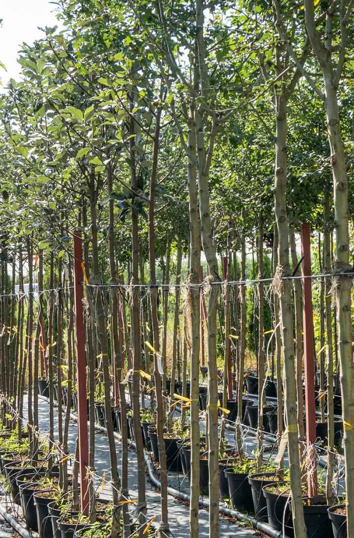 Саженцы рябина круглолистная (ария) magnifica