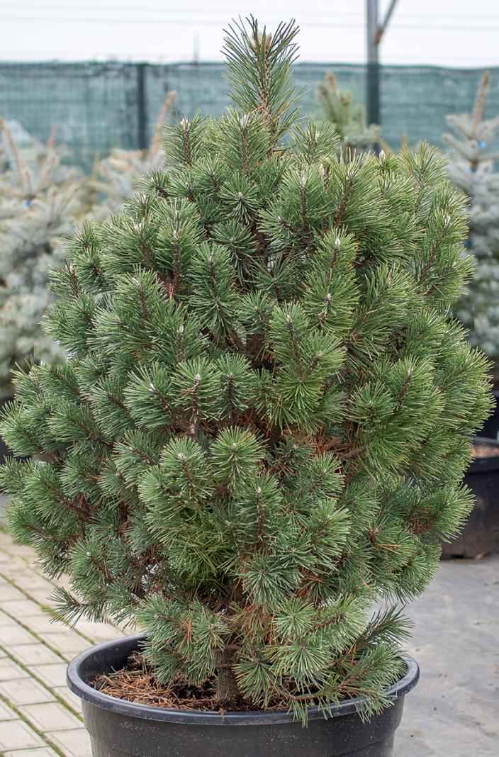 Купить сосна черная spielberg деревья и растения