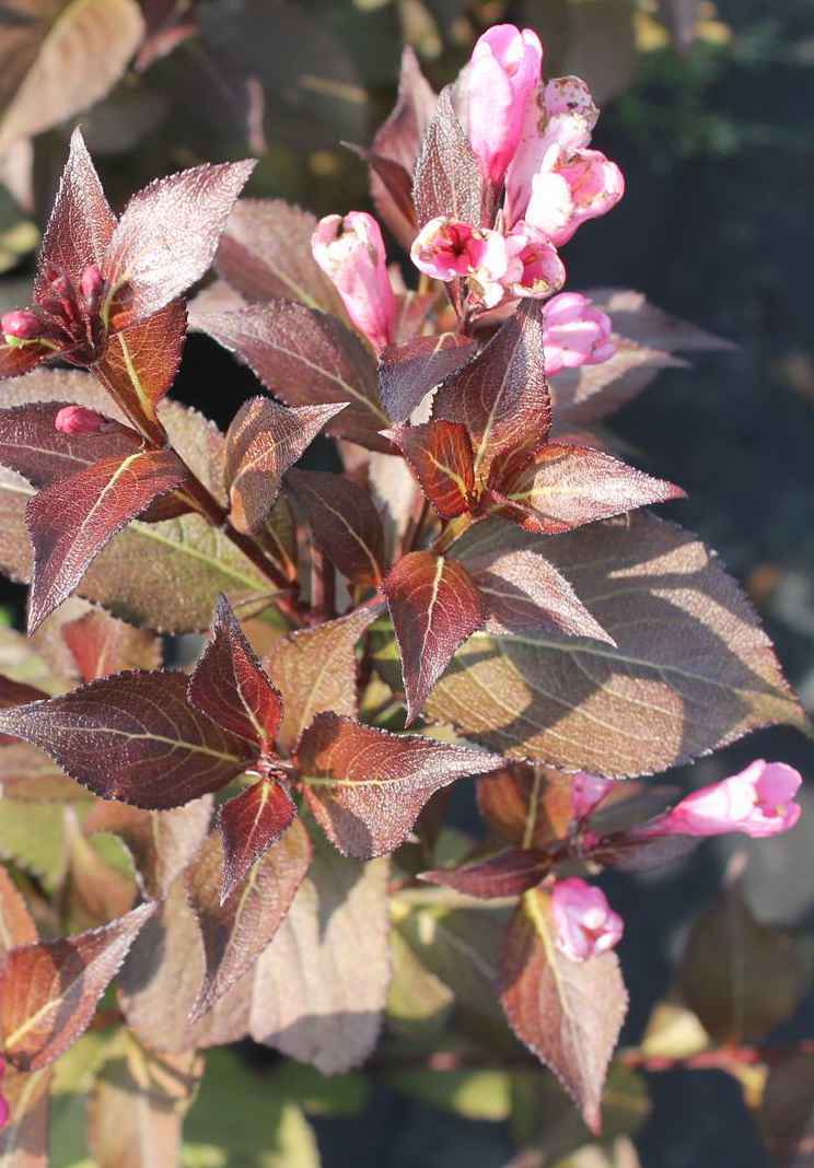 саженцы Вейгела цветущая Victoria