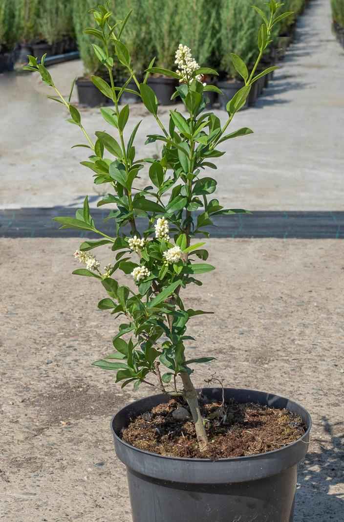 саженцы Бирючина обыкновенная Pyramidale