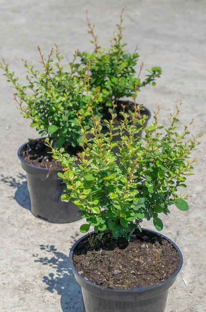 саженцы Барбарис Тунберга Kelleriis