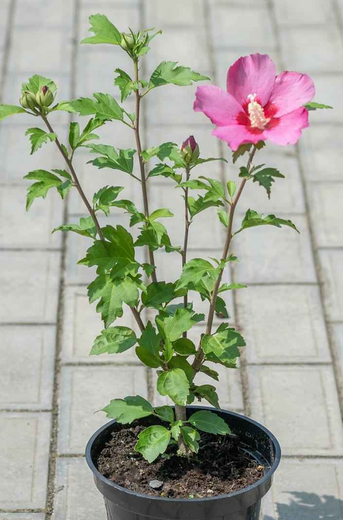 саженцы Гибискус сирийский  Pink Giant