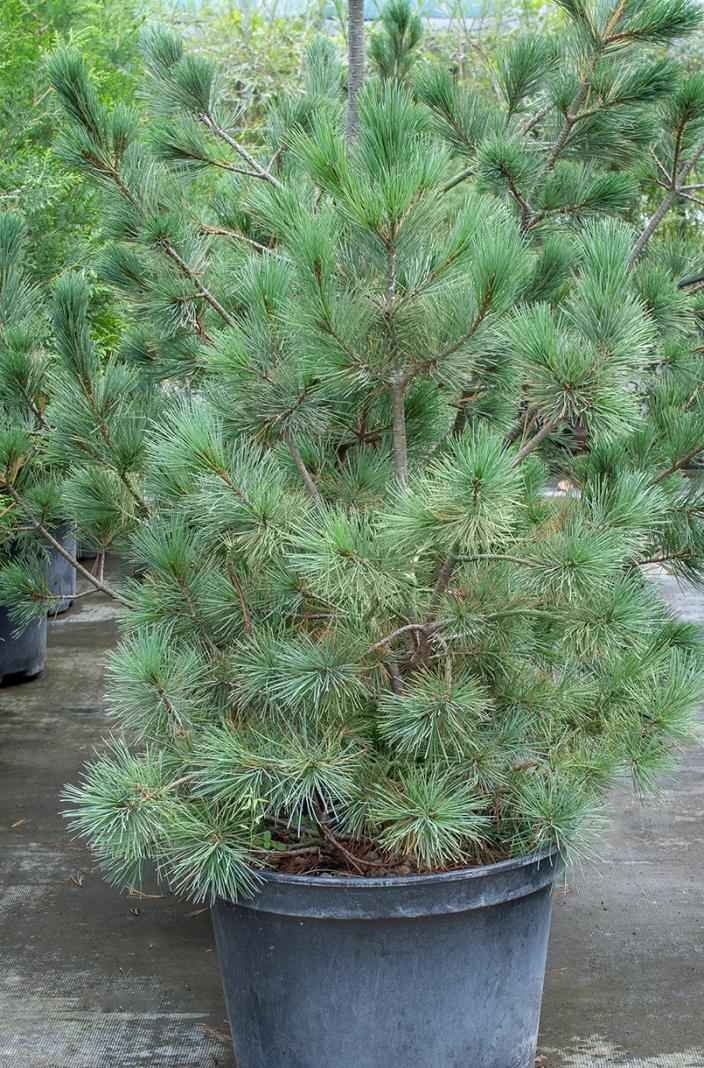 Купить сосна румелийская деревья и растения