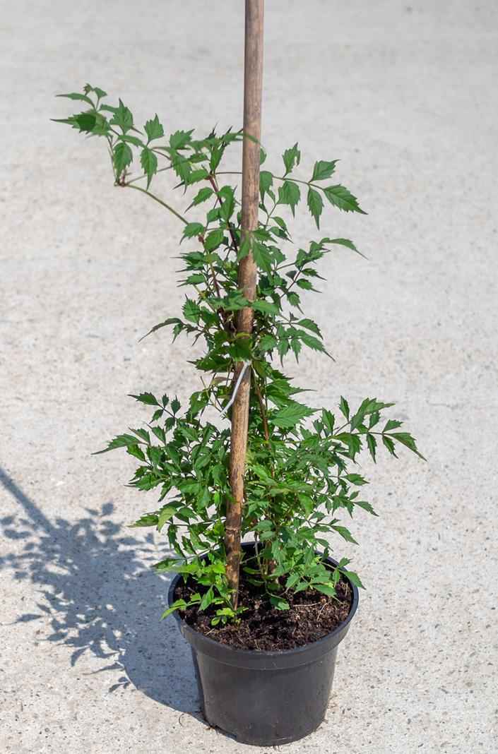 саженцы Кампсис укореняющийся Flamenco