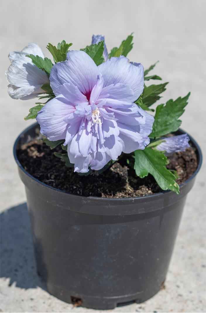 саженцы Гибискус сирийский Blue Chiffon