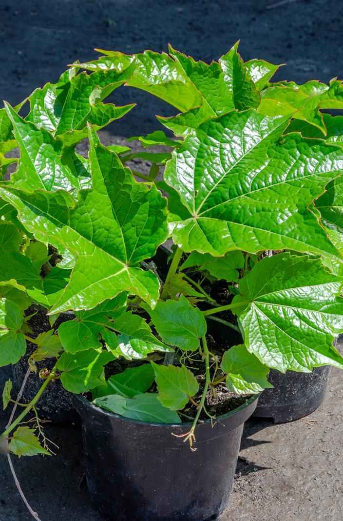 саженцы Партеноциссус (виноград девичий) тройчатый Veitchii