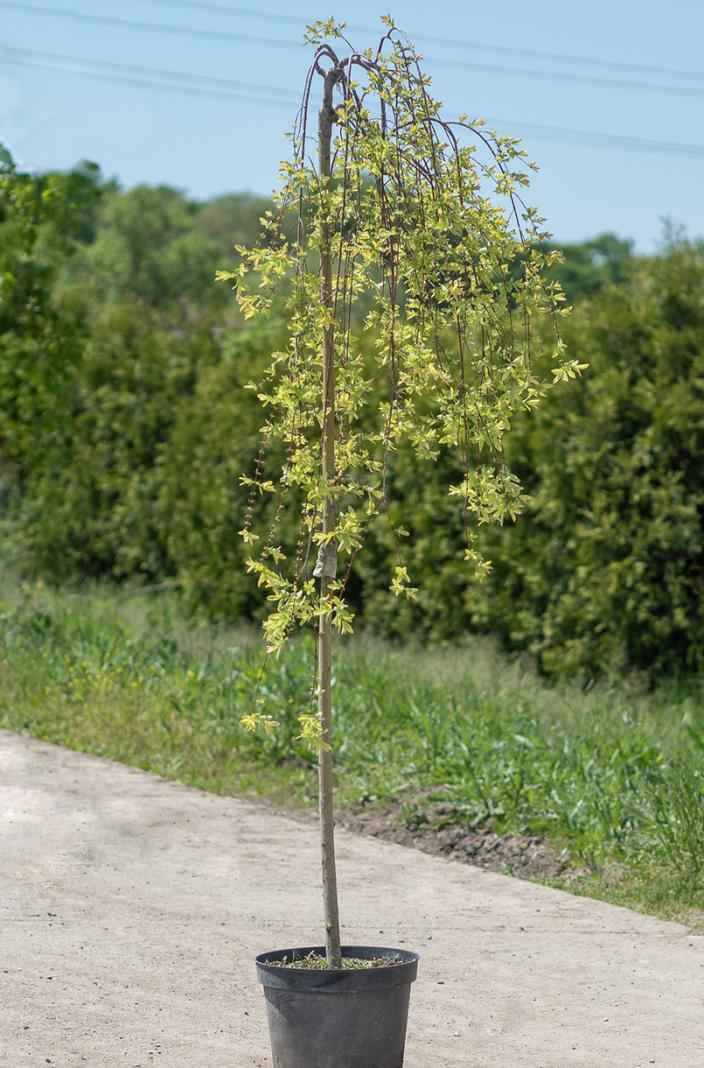 саженцы Ива цельнолистная Pendula