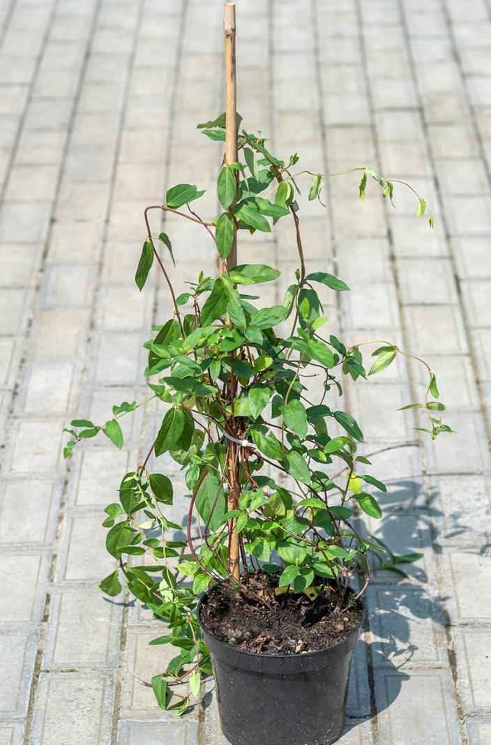 саженцы Жимолость японская American Beauty