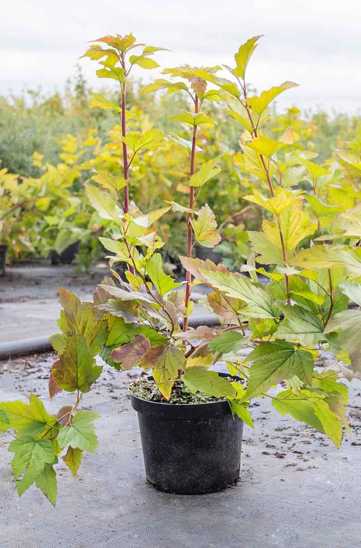 саженцы Пузыреплодник калинолистный  Luteus (var.  Aureus)