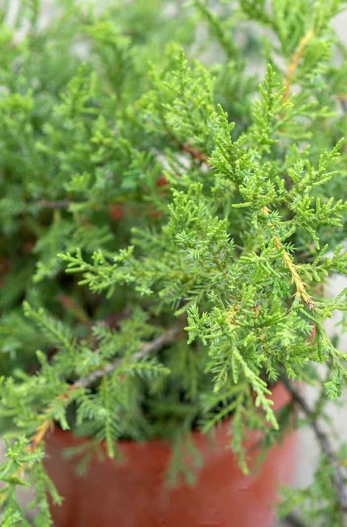 Купить можжевельник средний pfitzeriana glauca деревья и растения