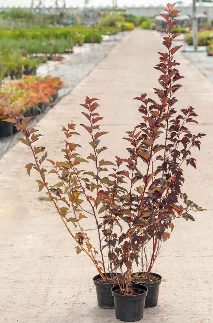 саженцы Пузыреплодник калинолистный Andre