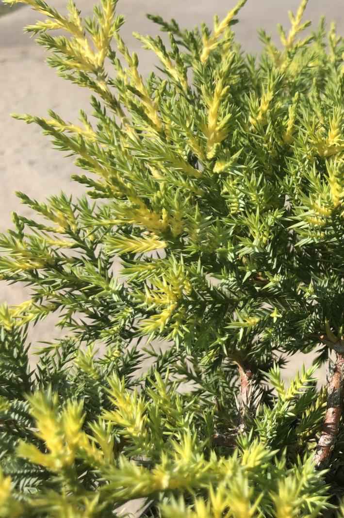 Купить можжевельник средний gold star деревья и растения