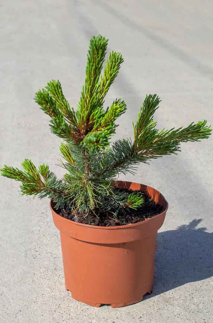 Купить сосна гибкая cheyenne деревья и растения