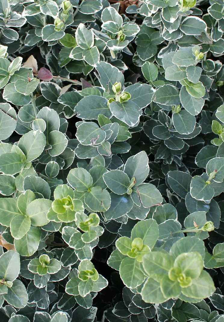 саженцы Бересклет Форчуна Emerald Gaiety