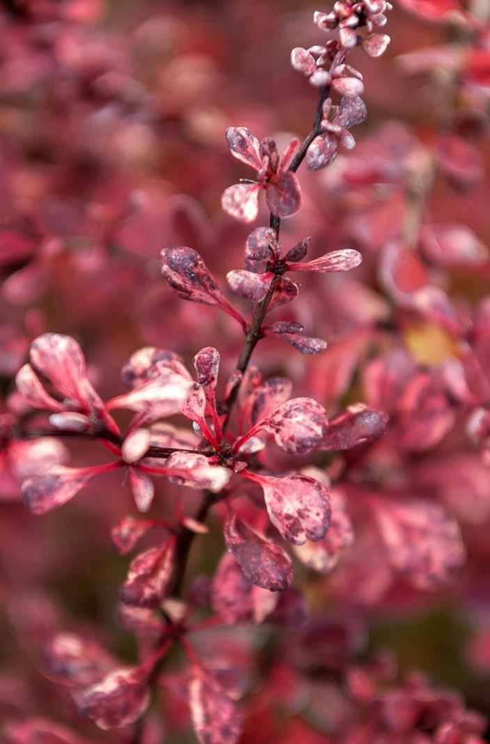 саженцы Барбарис Тунберга Harlequin