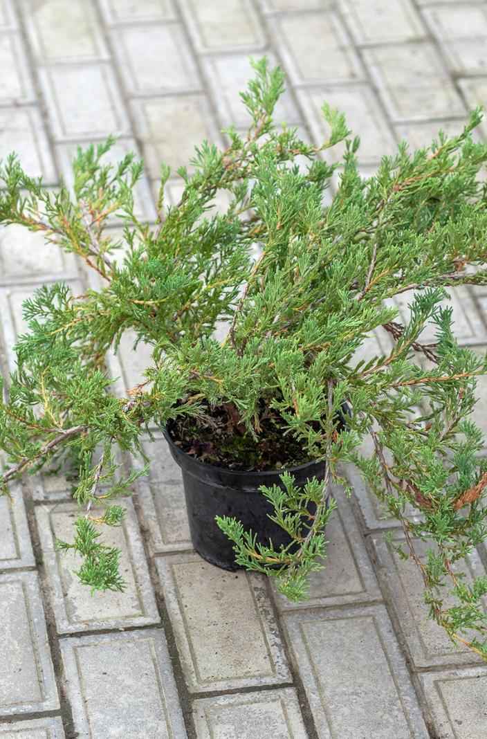 Купить можжевельник горизонтальный andorra compact деревья и растения