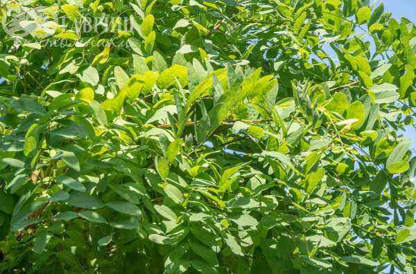 Саженцы робиния псевдоакация umbraculifera