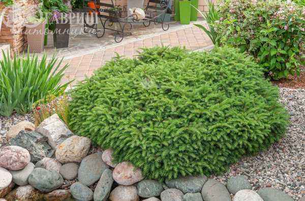 Купить ель обыкновенная nidiformis деревья и растения