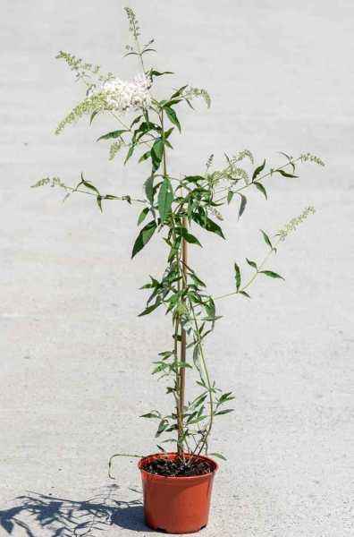 саженцы Буддлея Давида White Ball