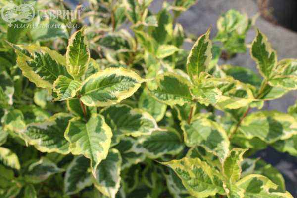 саженцы Вейгела цветущая Nana Variegata