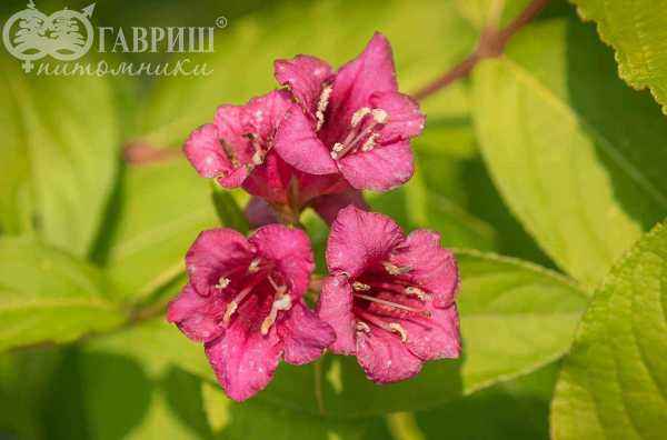 саженцы Вейгела цветущая Aurea