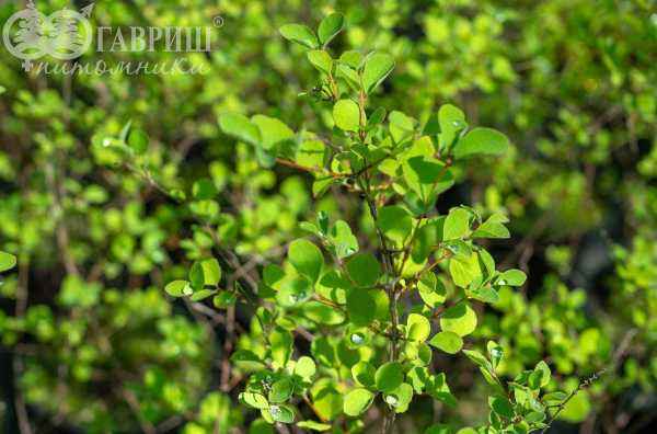 саженцы Снежноягодник Доренбоза Magic Berry