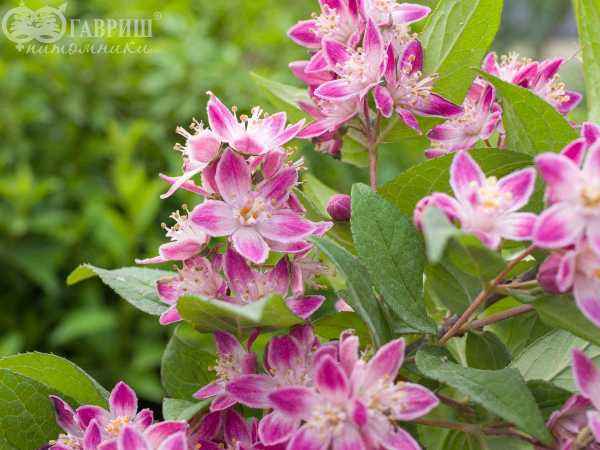саженцы Дейция гибридная Strawberry Fields