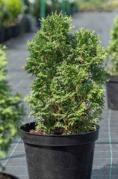 Купить туя западная miky деревья и растения