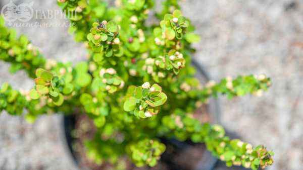 саженцы Барбарис Тунберга Erecta