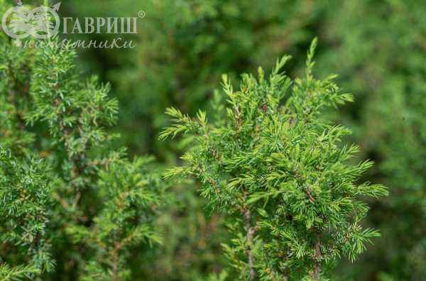 Купить можжевельник обыкновенный hibernica деревья и растения