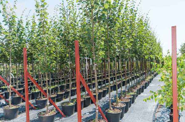 Саженцы липа европейская pallida